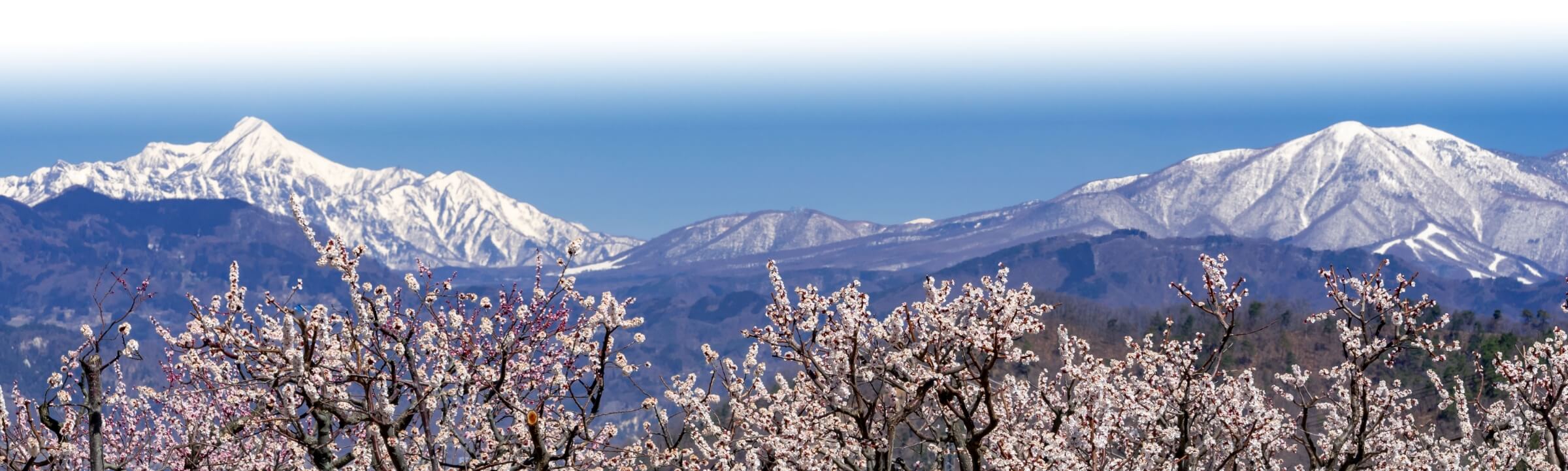 Apricot blossoms and snow-covered mountains