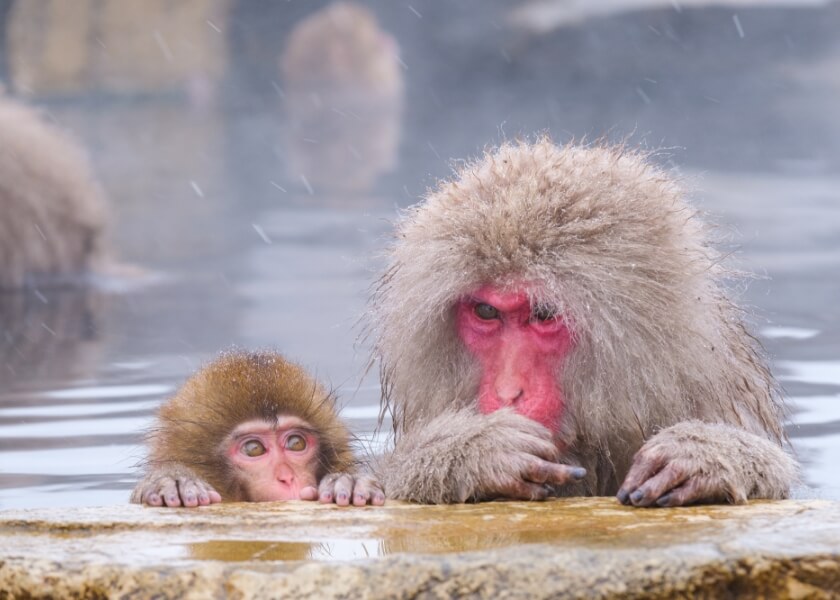 地獄谷野猿公苑